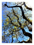 Looking up into spring green trees.