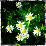 A bunch of Finnish daisies with a green background.
